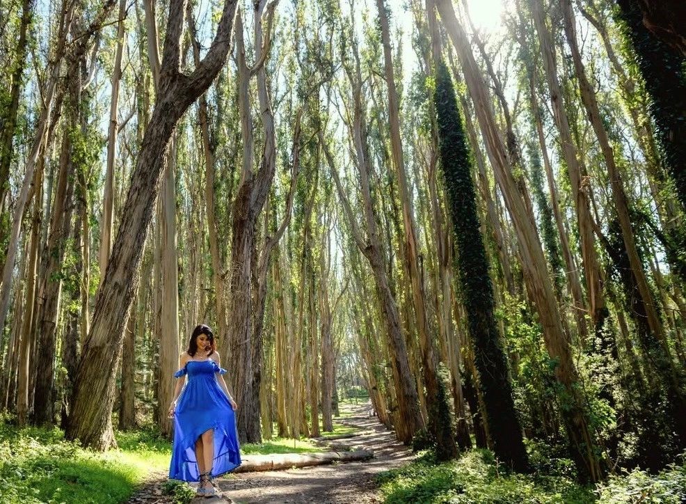 Woman in blue dress in eucalyptus forest